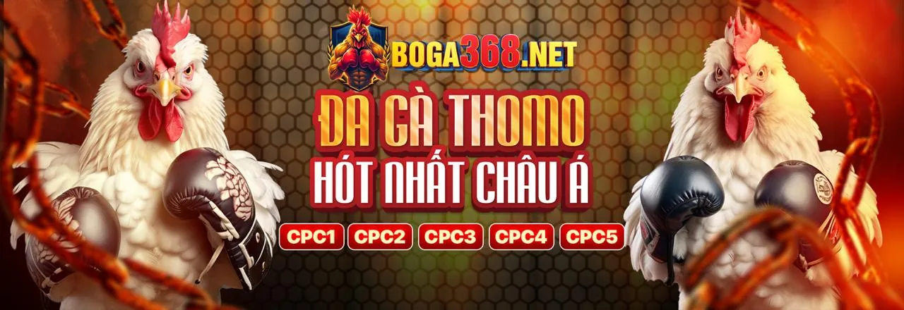 Đấu trường đá gà trực tuyến 8ket Chính Thức